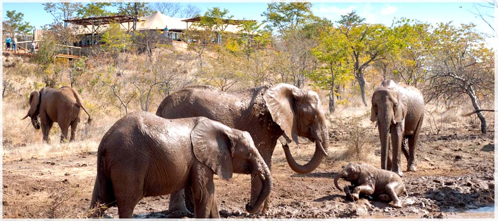 The Elephant Camp Victoria Falls